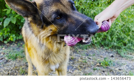 German shepherd dog playfully tugs on toy held by female hand at summer garden. The scene conveys fun, bonding, and joyful interaction between human and pet at nature. Slow motion German shepherd dog playfully tugs on toy held by female hand at summer garden. The scene conveys fun, bonding, and joyful interaction between human and pet at nature. Slow motion 143656473
