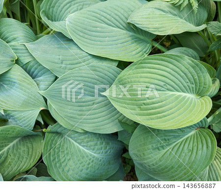 Background of large hosta sieboldiana leaves. Natural texture Background of large hosta sieboldiana leaves. Natural texture 143656887