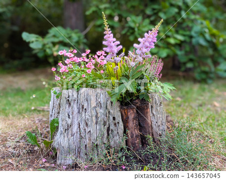 Creative garden design with colorful flowers growing inside an old tree stump Creative garden design with colorful flowers growing inside an old tree stump 143657045