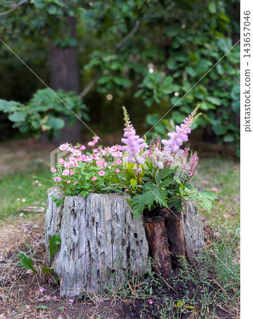 Rustic cottagecore backyard decoration with astilbe flower arrangement in a tree stump Rustic cottagecore backyard decoration with astilbe flower arrangement in a tree stump 143657046