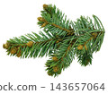 Close-up view of a fir tree branch with fresh needles, isolated in PNG format on a transparent background for creative use. 143657064