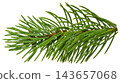 Close-up view of a fir tree branch with fresh needles, isolated in PNG format on a transparent background for creative use. 143657068