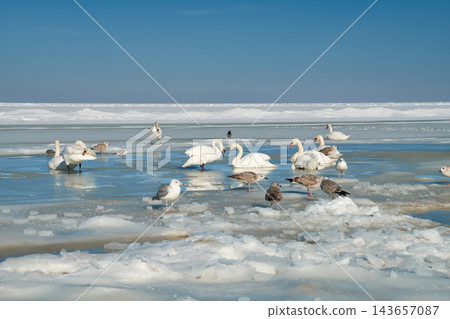 Migratory birds in a melted water hole on the frozen Baltic Sea in Jurmala, Latvia. Spring arrival and wildlife survival. Migratory birds in a melted water hole on the frozen Baltic Sea in Jurmala, Latvia. Spring arrival and wildlife survival. 143657087