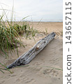 Natural driftwood lying on the sand of the Baltic Sea coast 143657115