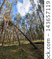Uprooted pine trees in the forest after extreme weather and hurricane. 143657119