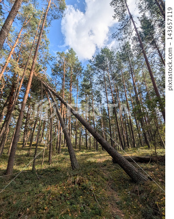 Uprooted pine trees in the forest after extreme weather and hurricane. Uprooted pine trees in the forest after extreme weather and hurricane. 143657119