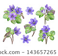 Purple hepatica flowers with green leaves in varied botanical arrangements. Hand-painted watercolor clipart set for spring designs, greeting cards, invitations, stationery and packaging 143657265