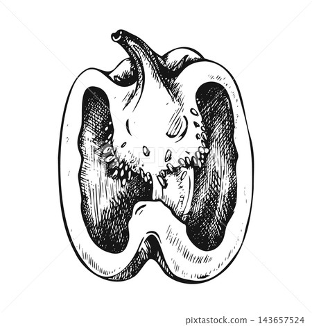 Bell pepper, side view, cut half, single isolated object. Hand-drawn pen-and-ink illustration in an engraving style black-and-white monochrome outline. Suitable for recipe and packaging design. 143657524