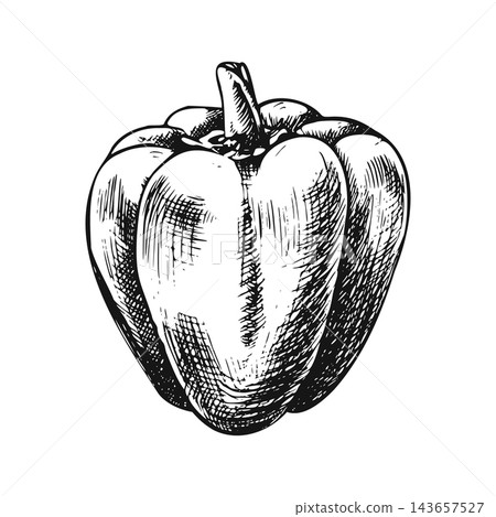 Bell pepper, side view, whole vegetable, single isolated object. Hand-drawn pen-and-ink illustration in an engraving style black-and-white monochrome outline. Suitable for recipe and packaging design 143657527