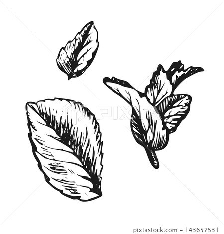 Mint and peppermint a bunch with leaves and individual leaves. Hand-drawn pen-and-ink illustration in an engraving style black-and-white monochrome outline. A set of design elements Mint and peppermint a bunch with leaves and individual leaves. Hand-drawn pen-and-ink illustration in an engraving style black-and-white monochrome outline. A set of design elements 143657531