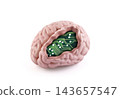 Model of a human brain with a computer circuit board inside isolated on white background with clipping path 143657547