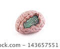 Model of a human brain with a computer circuit board inside isolated on white background with clipping path 143657551