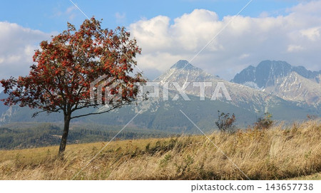 Lone rowan tree with bright red berries stands in a golden alpine meadow, Lone rowan tree with bright red berries stands in a golden alpine meadow, 143657738