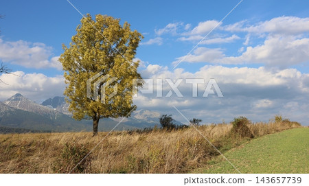 Golden autumn tree stands in a sunlit meadow beneath a vivid blue sky 143657739