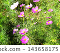 Early autumn flowers 143658175