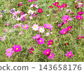 Early autumn flowers 143658176