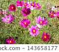 Early autumn flowers 143658177