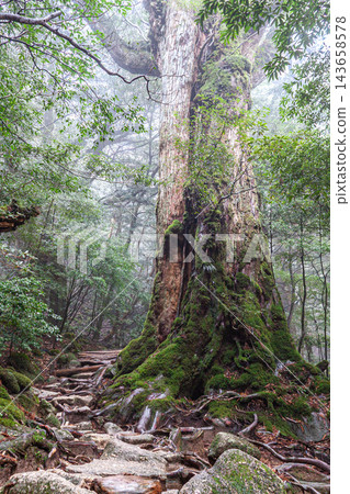 屋久島白谷雲水峽的春天：七棵屋久杉 143658578
