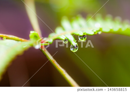 Springtime in Yakushima: An image illustrating the environmentally friendly approach. Springtime in Yakushima: An image illustrating the environmentally friendly approach. 143658815