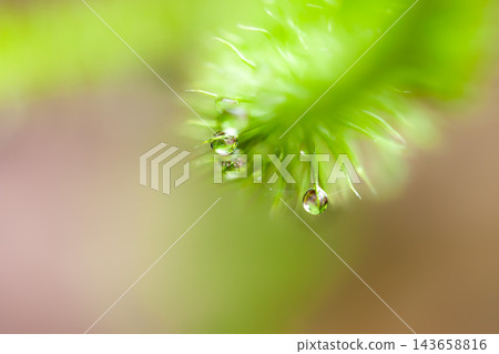 Springtime in Yakushima: An image illustrating the environmentally friendly approach. Springtime in Yakushima: An image illustrating the environmentally friendly approach. 143658816