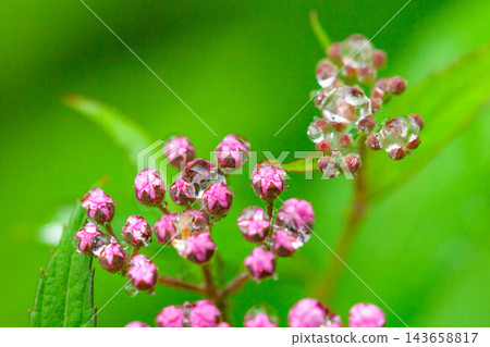 Springtime in Yakushima: An image illustrating the environmentally friendly approach. Springtime in Yakushima: An image illustrating the environmentally friendly approach. 143658817