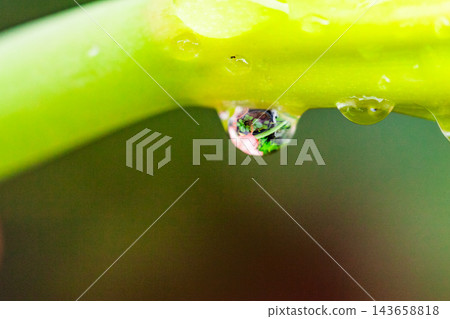 Springtime in Yakushima: An image illustrating the environmentally friendly approach. 143658818