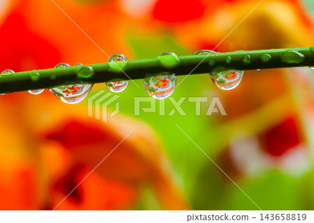 Springtime in Yakushima: An image illustrating the environmentally friendly approach. Springtime in Yakushima: An image illustrating the environmentally friendly approach. 143658819