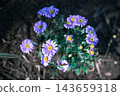 Brakkam 143659318