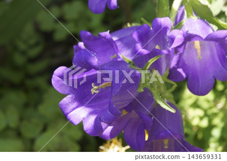 Campanula Campanula 143659331