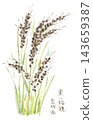 秋季植物和古老稻米的水彩插圖，稻稈呈黑色。 143659387