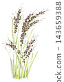 秋季植物和古老稻米的水彩插圖，稻稈呈黑色。 143659388