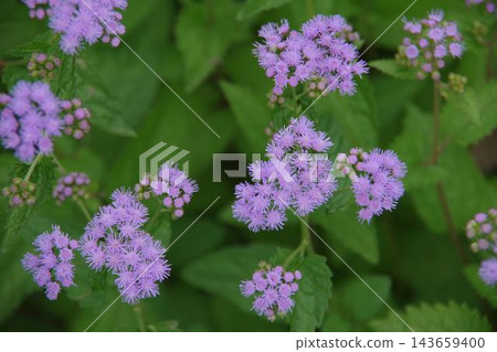 已開始開花的多年生紫菀花 已開始開花的多年生紫菀花 143659400