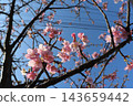 Kawazu櫻花在藍天 143659442