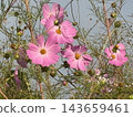 Cosmos shining in the blue sky 143659461