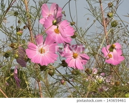 Cosmos shining in the blue sky Cosmos shining in the blue sky 143659461