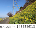 春天，河岸邊開滿了油菜花。 143659513
