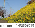 山坡上開滿了盛開的油菜花。 143659515