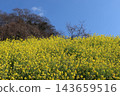 與強姦領域的風景 143659516