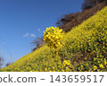 強姦開花發光在藍天 143659517