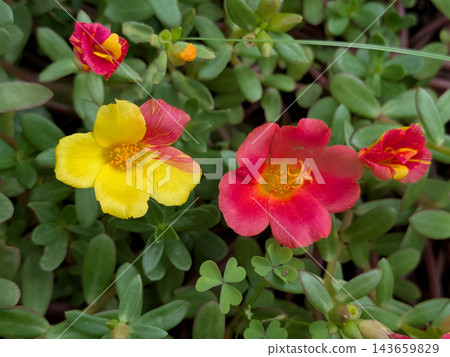 色彩艷麗的馬齒莧花,綻放著鮮豔的黃色和紅色。 色彩艷麗的馬齒莧花,綻放著鮮豔的黃色和紅色。 143659829