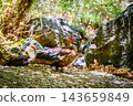 Muscovy ducks walking along rocky ground in Richtis Gorge, Crete, Greece 143659849