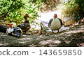 Muscovy ducks resting on forest path in Richtis Gorge, Crete, Greece 143659850