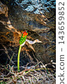 Italian arum plant with red and green berries close up, Crete, Greece 143659852