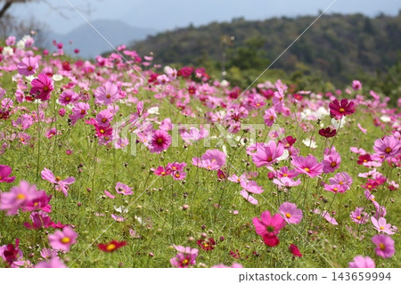 到處都是盛開的波斯菊 143659994