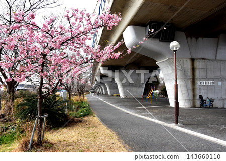 Shonan Yume Wakuwaku Park and fully bloomed Kawazu cherry blossoms under the elevated section of the Shin-Shonan Bypass in Chigasaki City. Shonan Yume Wakuwaku Park and fully bloomed Kawazu cherry blossoms under the elevated section of the Shin-Shonan Bypass in Chigasaki City. 143660110