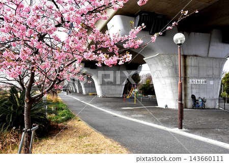 茅崎市新湘南繞道高架段下的湘南夢之歡歡公園和盛開的河津櫻花。 茅崎市新湘南繞道高架段下的湘南夢之歡歡公園和盛開的河津櫻花。 143660111