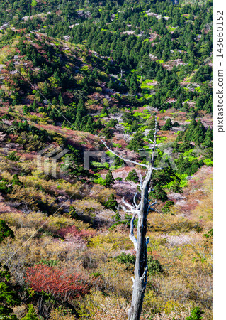 屋久島的春天:從太鼓岩上眺望山間櫻花和翠綠的景色。 屋久島的春天:從太鼓岩上眺望山間櫻花和翠綠的景色。 143660152