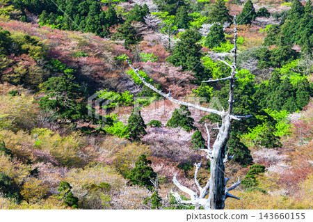 Spring in Yakushima: Mountain cherry blossoms and fresh greenery, viewed from Taiko-iwa Rock. 143660155