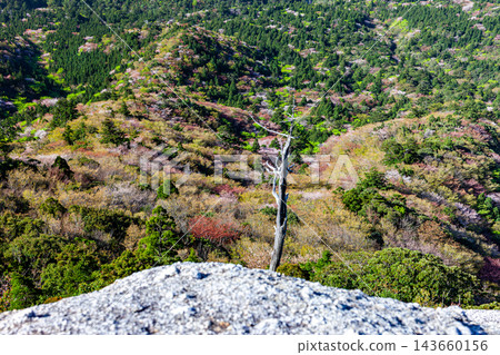 Spring in Yakushima: Mountain cherry blossoms and fresh greenery, viewed from Taiko-iwa Rock. Spring in Yakushima: Mountain cherry blossoms and fresh greenery, viewed from Taiko-iwa Rock. 143660156