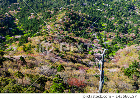 Spring in Yakushima: Mountain cherry blossoms and fresh greenery, viewed from Taiko-iwa Rock. 143660157